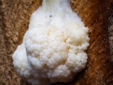 Stäublings-Schleimpilz (Enteridium lycoperdon) Plasmodium weiß  zu 10 cm